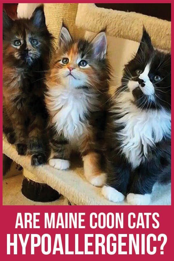 Do Maine Coon Carry Less Allergenic CatsInfo