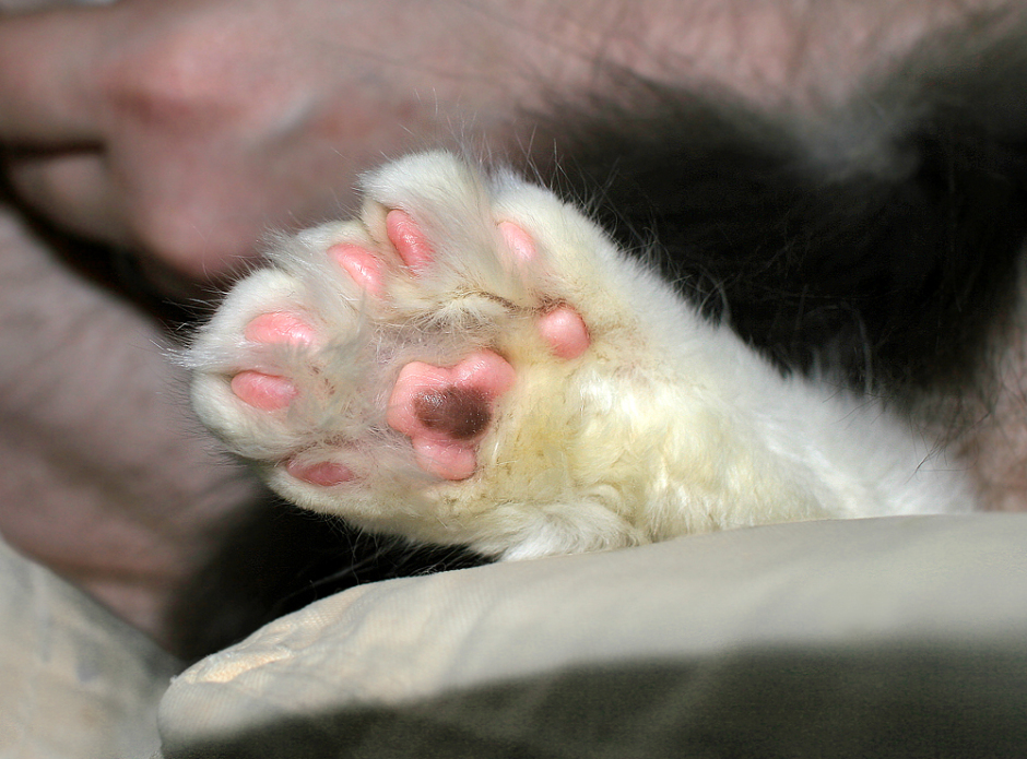 Everything You Need To Know About Maine Coon Cats With bed Feet