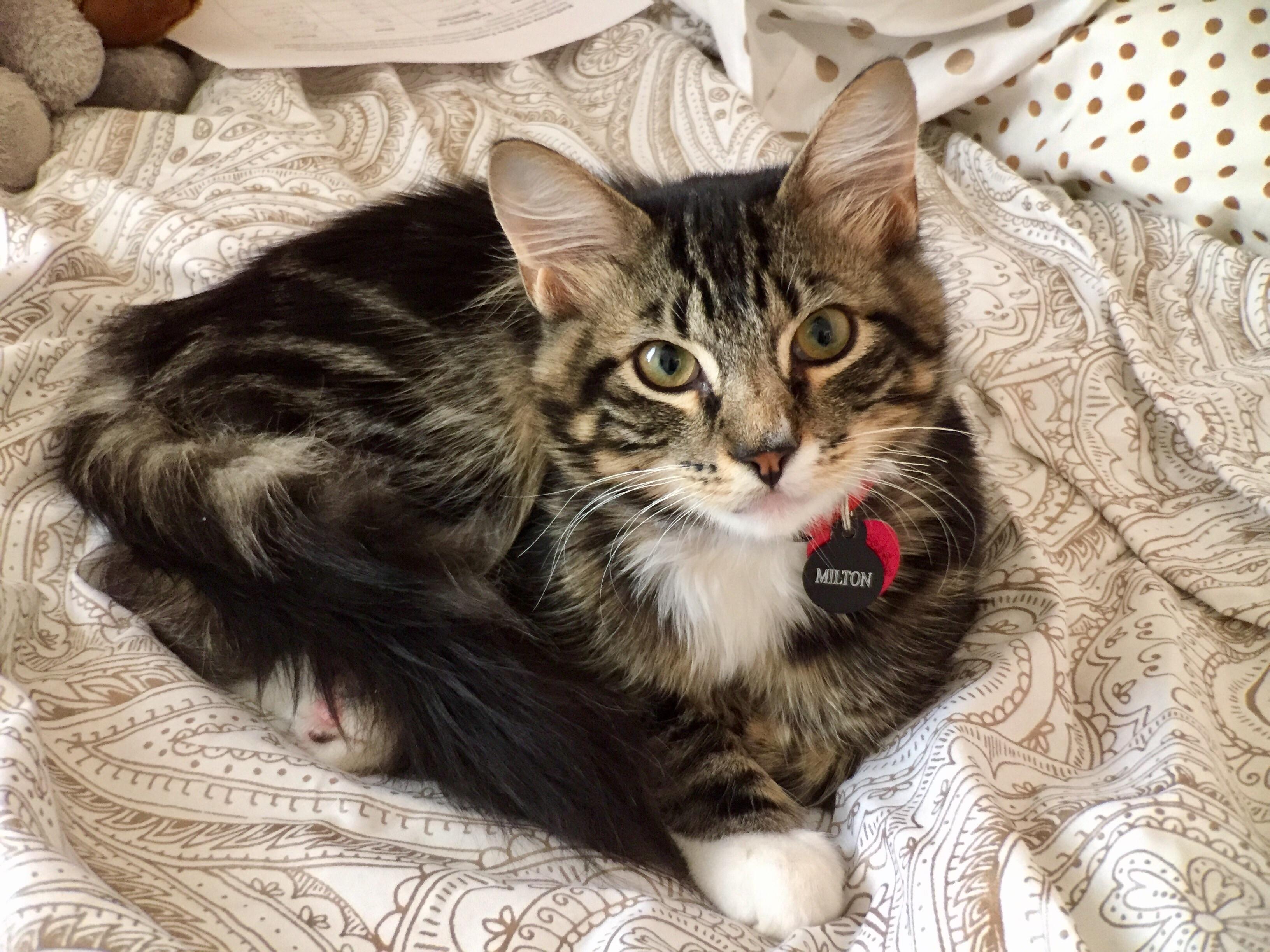 Everything You Need To Know About Maine Coon Cats With bed Feet