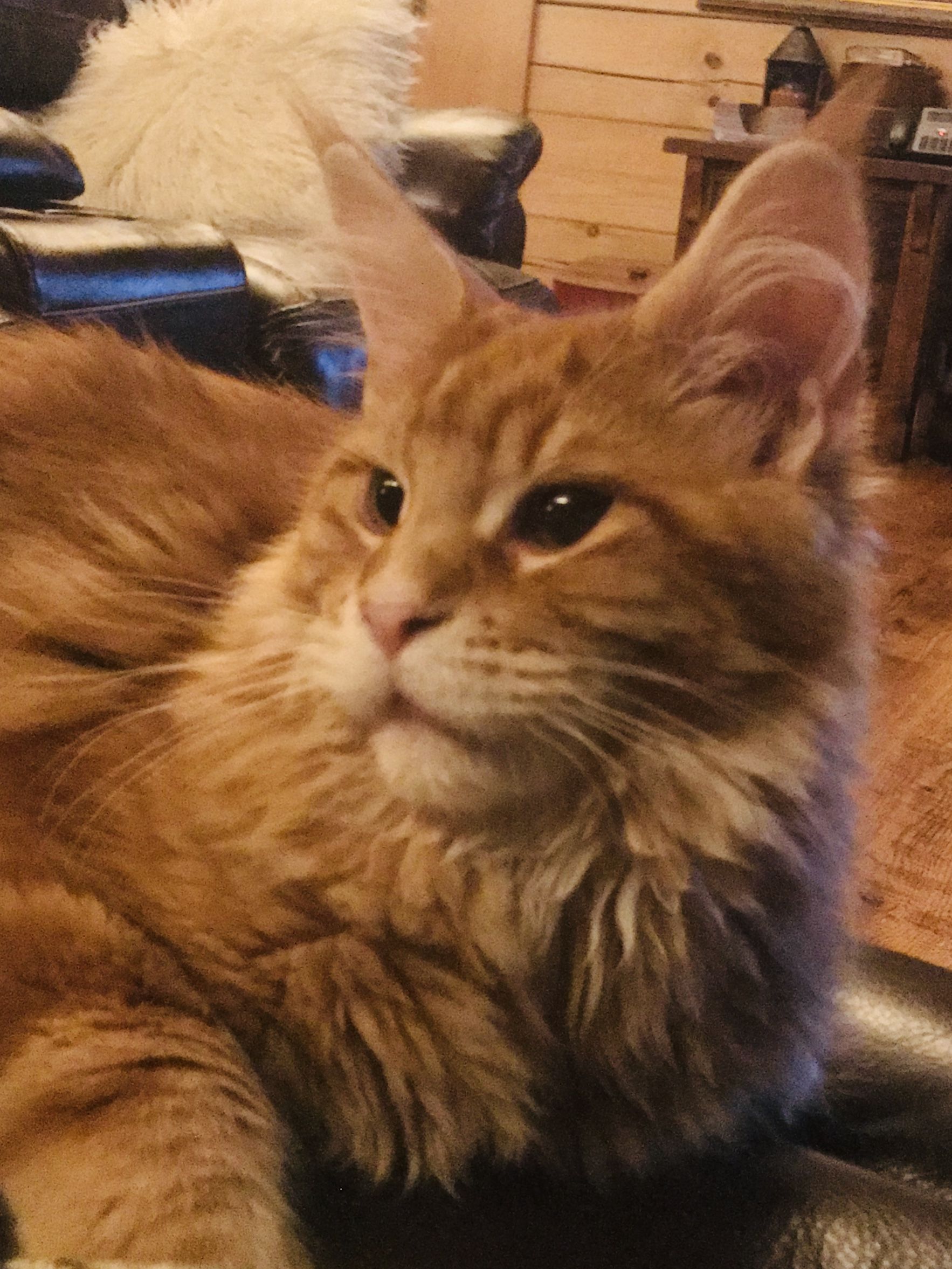 Maine Coon Cats Everything You Need To Know About Double Paws CatsInfo