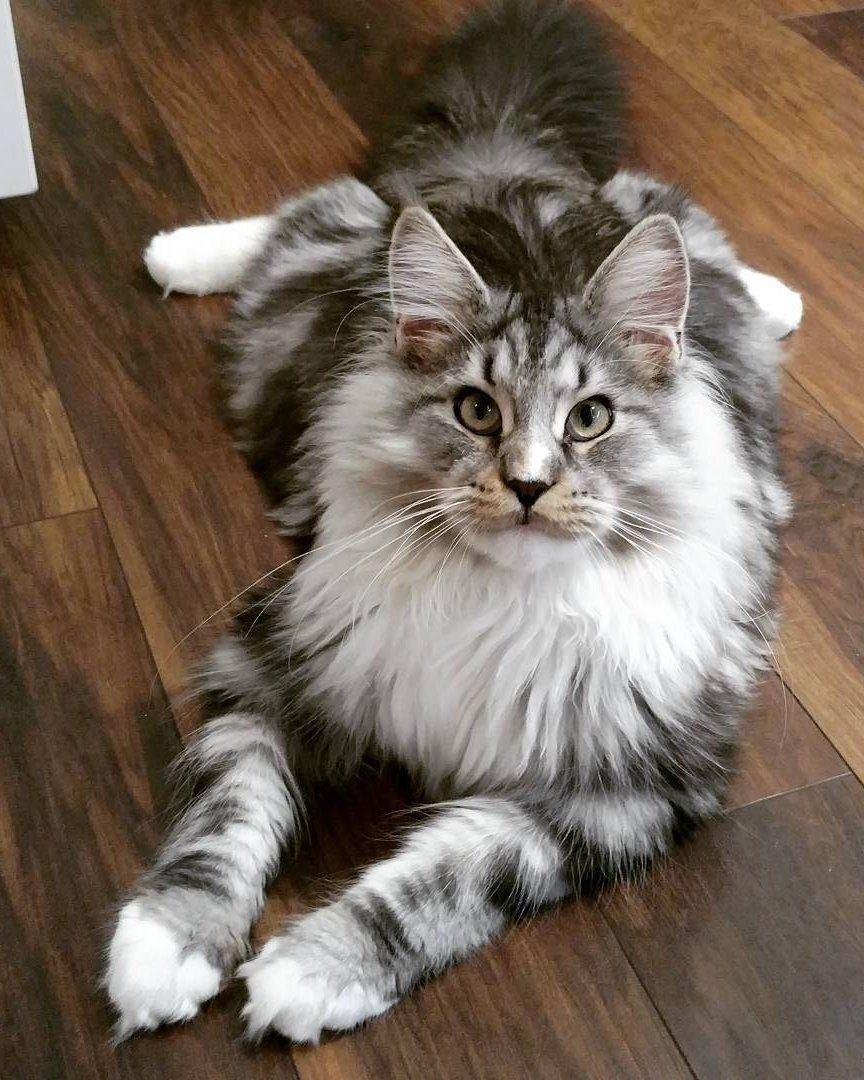 Maine Coon Kittens Why They Grow Hair Between Their Toes CatsInfo