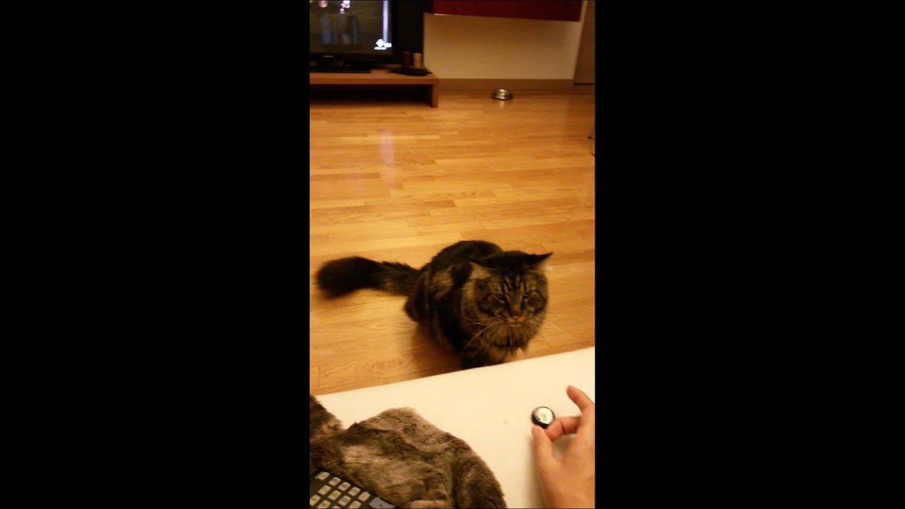 Do Maine Coons Breathe Heavy CatsInfo