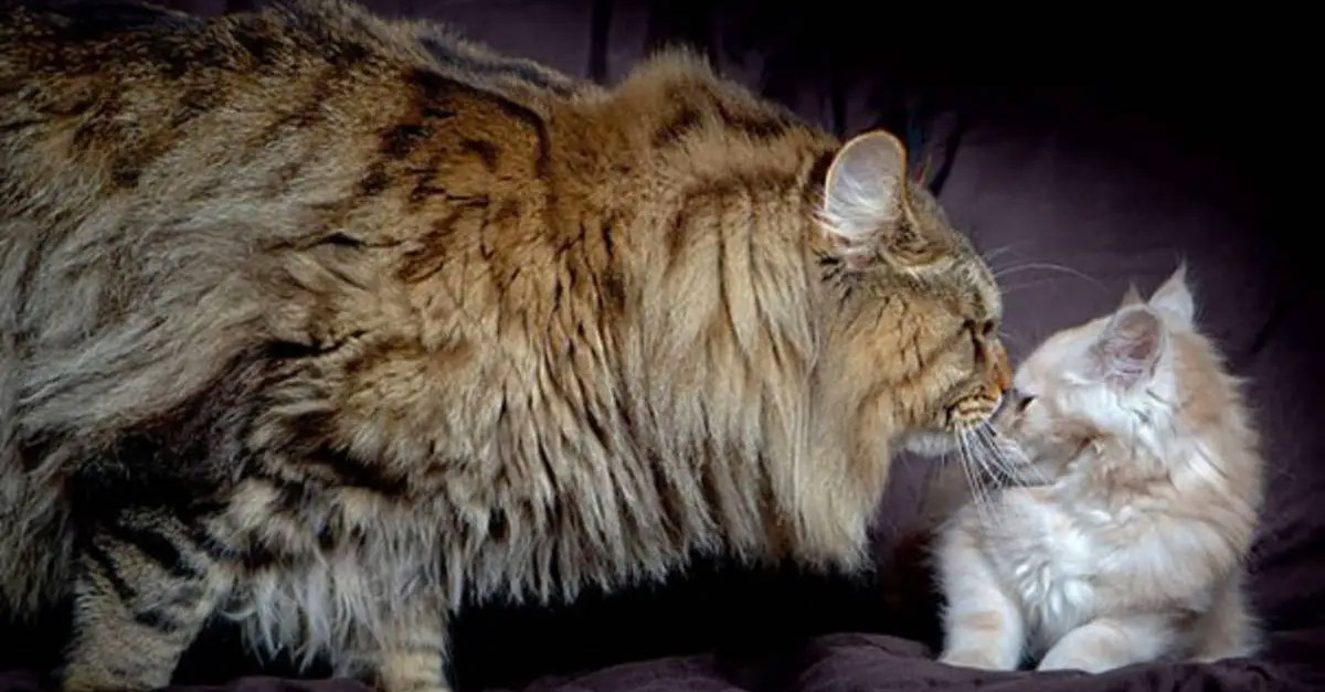 Maine Coons America’s Favorite Large Cat Breed CatsInfo
