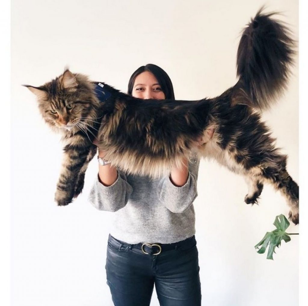 The Mysterious Case Of The Maine Coon’s Large Ankles CatsInfo