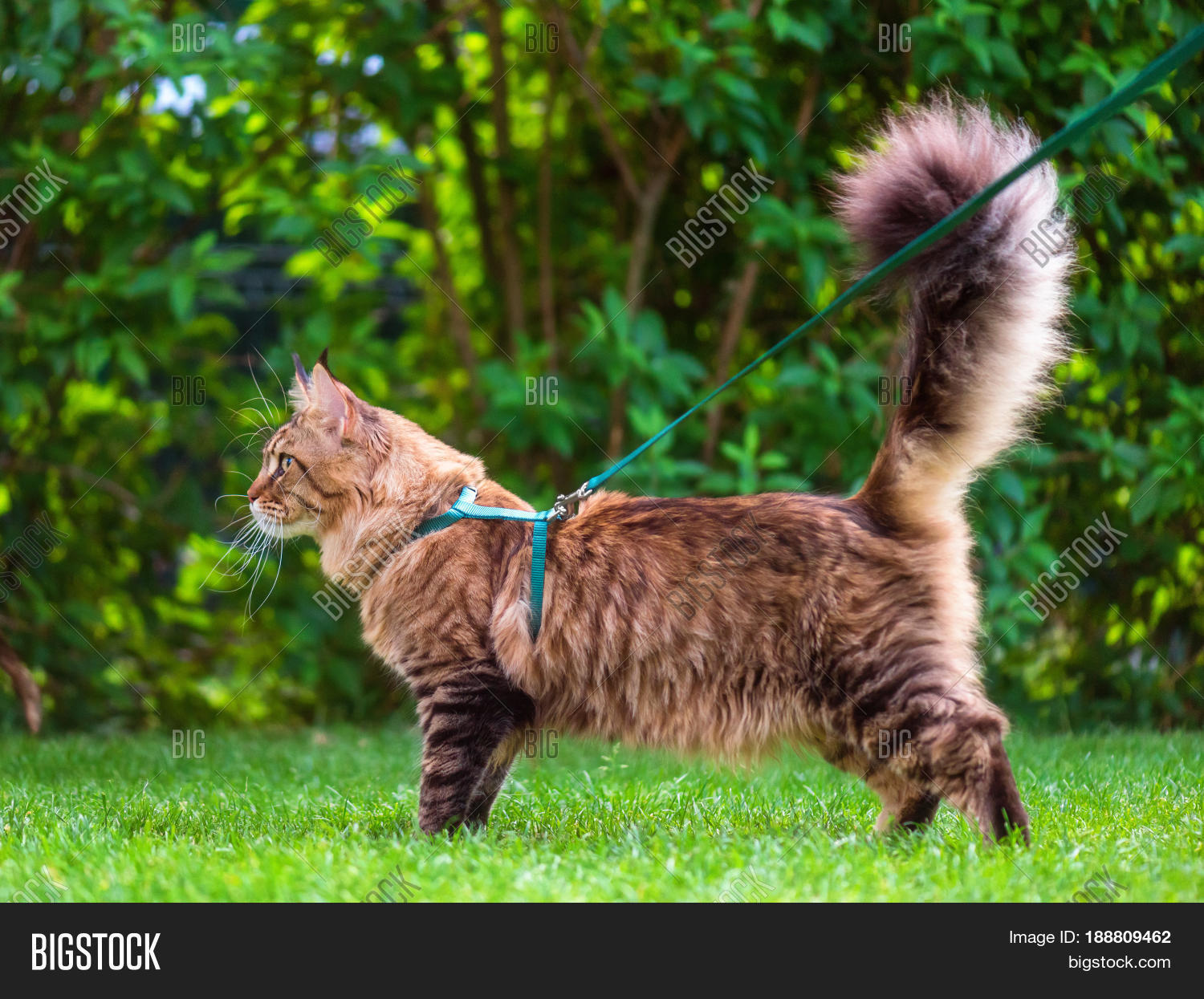 Can Maine Coons Enjoy Going For Walks On A Leash? CatsInfo