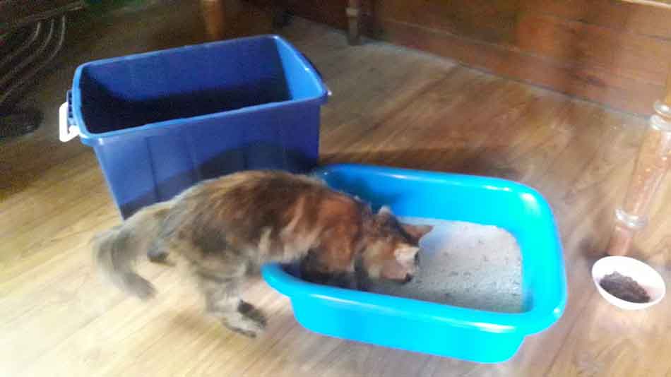 Do Maine Coons Poop A Lot? CatsInfo