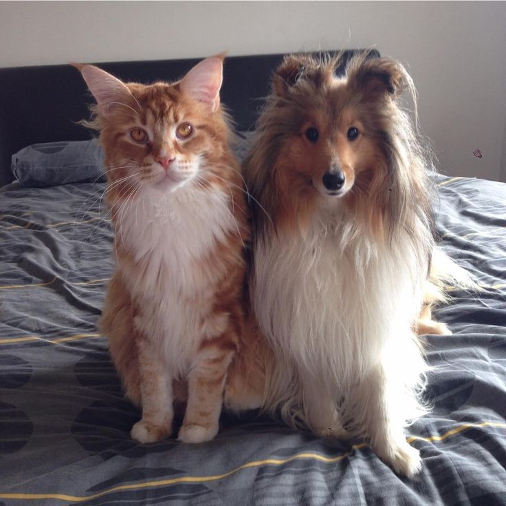 The Loyal And Affectionate Maine Coon Cat CatsInfo