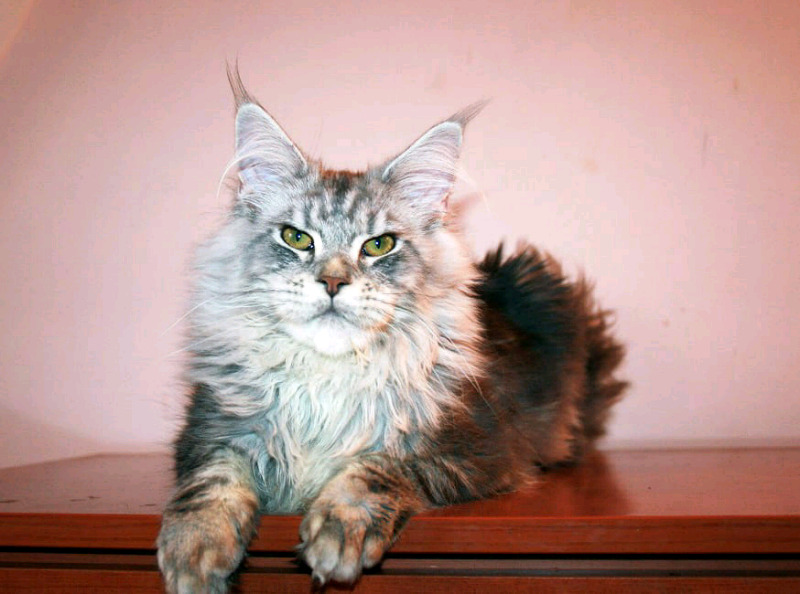Maine Coon Cats One Of The Largest Domesticated Cat Breeds CatsInfo