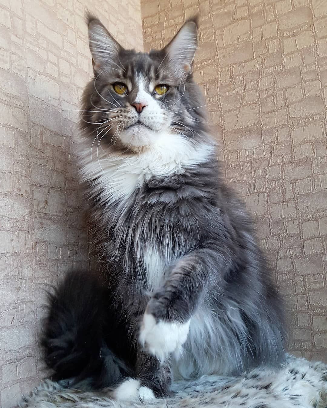 The Maine Coon A Gentle Giant Among Cat Breeds CatsInfo