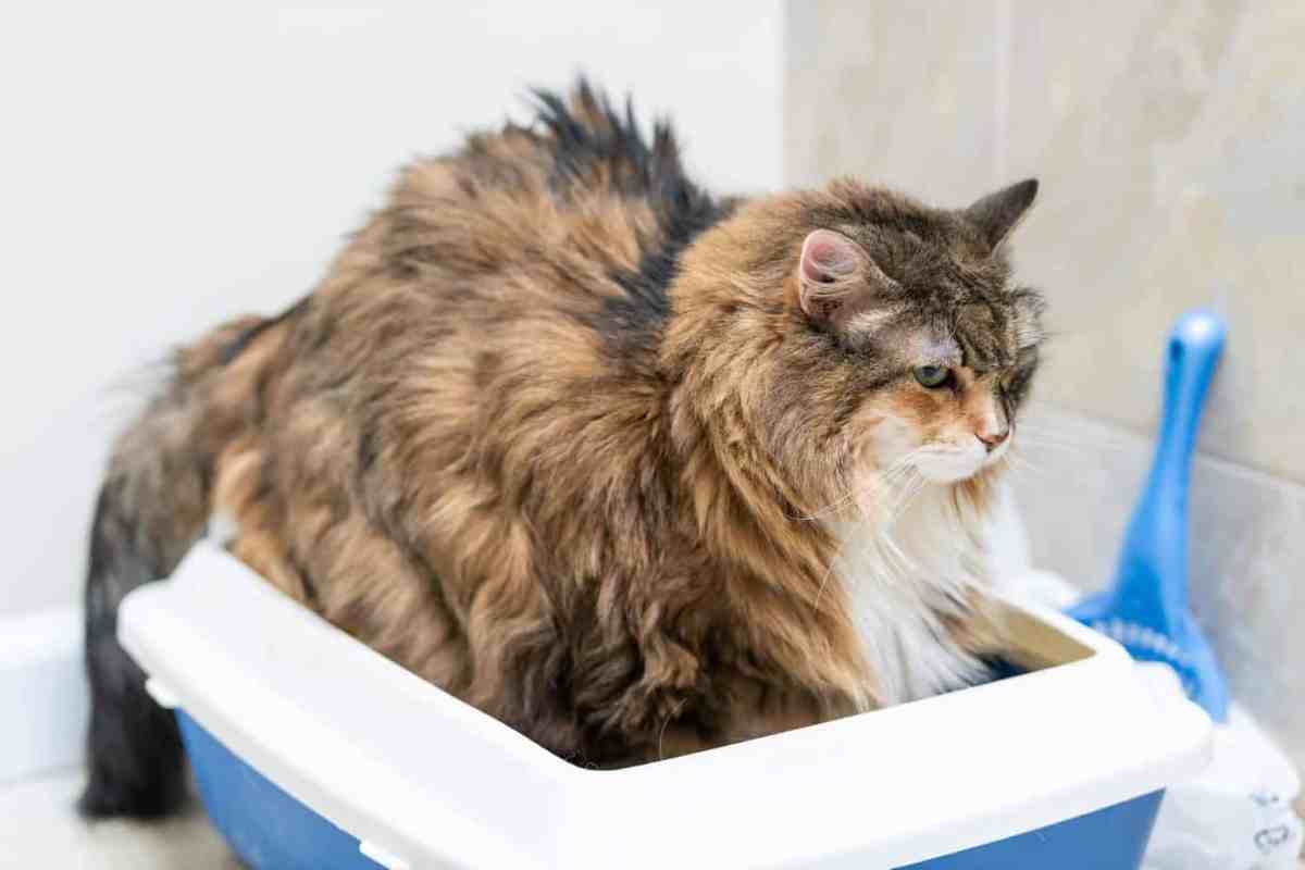 Maine Coon Poop The Largest Of All Cat Poop CatsInfo