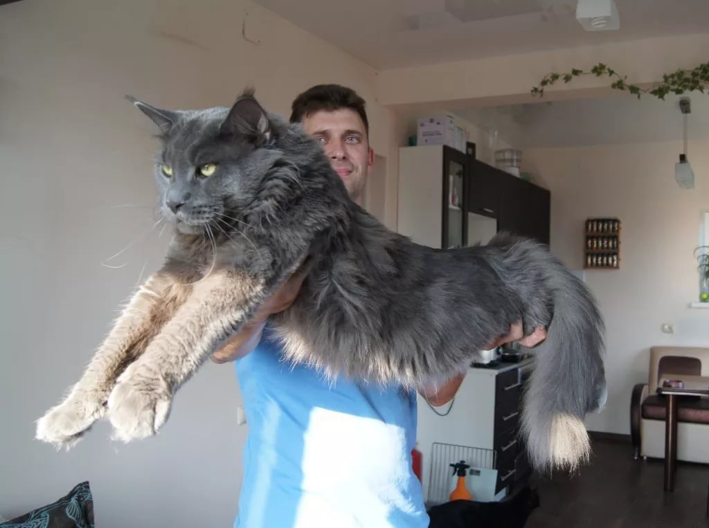 How Big Should A 3 Month Maine Coon Kitten Weight CatsInfo