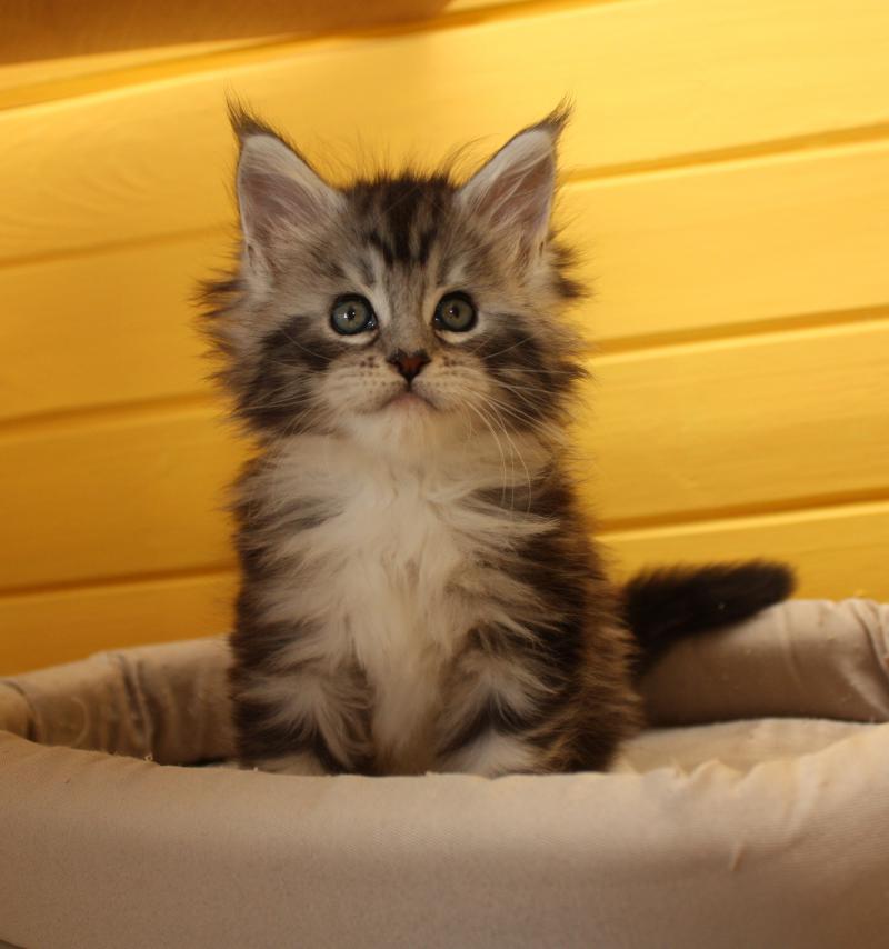 How Big Should A 3 Month Maine Coon Kitten Weight CatsInfo