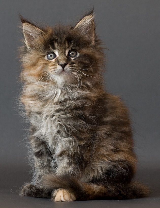 Maine Coon Cats Make Excellent Pets For Families With Children And Are