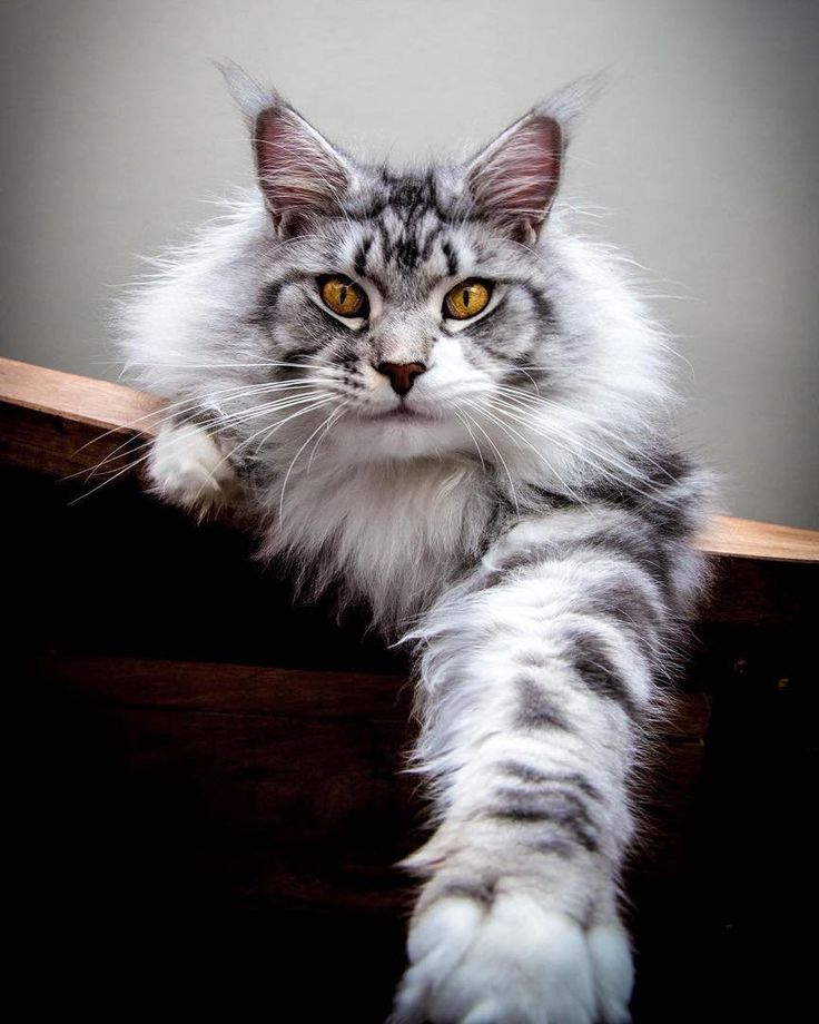 How Much Do Maine Coons Weigh? CatsInfo