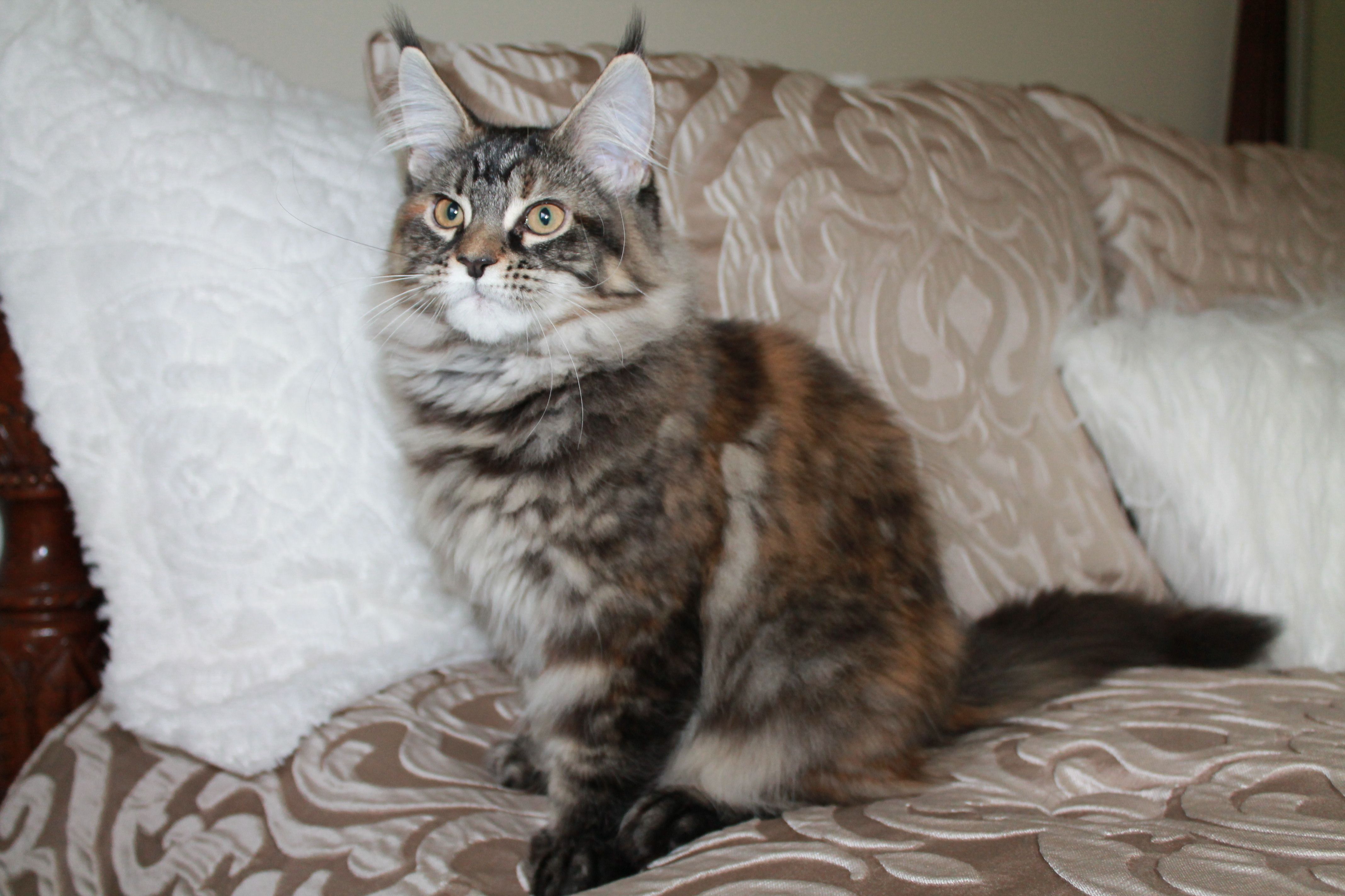 How Much Does A Female Maine Coon Cost? CatsInfo