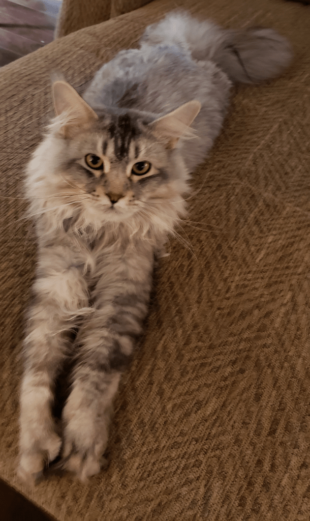 Why Polydactyl Cats Cost More Than Your Average Feline CatsInfo