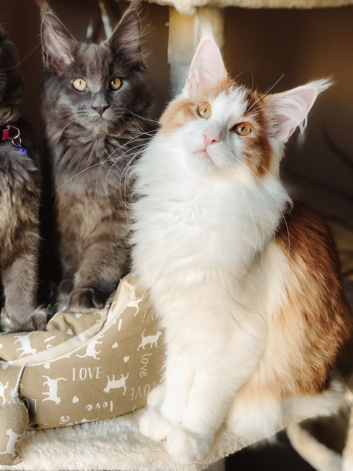 How Much Do Maine Coon Cats Cost In Chicago Illinois? CatsInfo