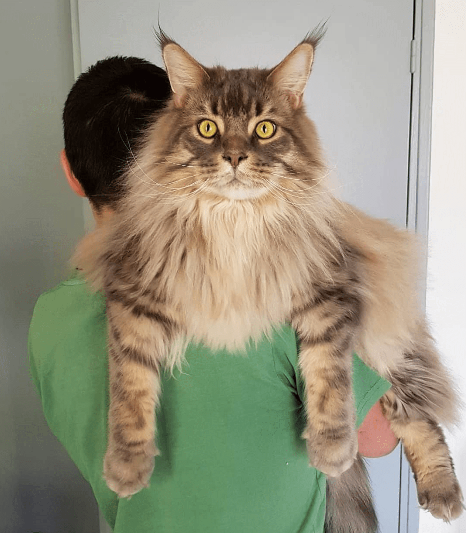 How Much Do Maine Coon Cats Cost In Chicago Illinois? CatsInfo