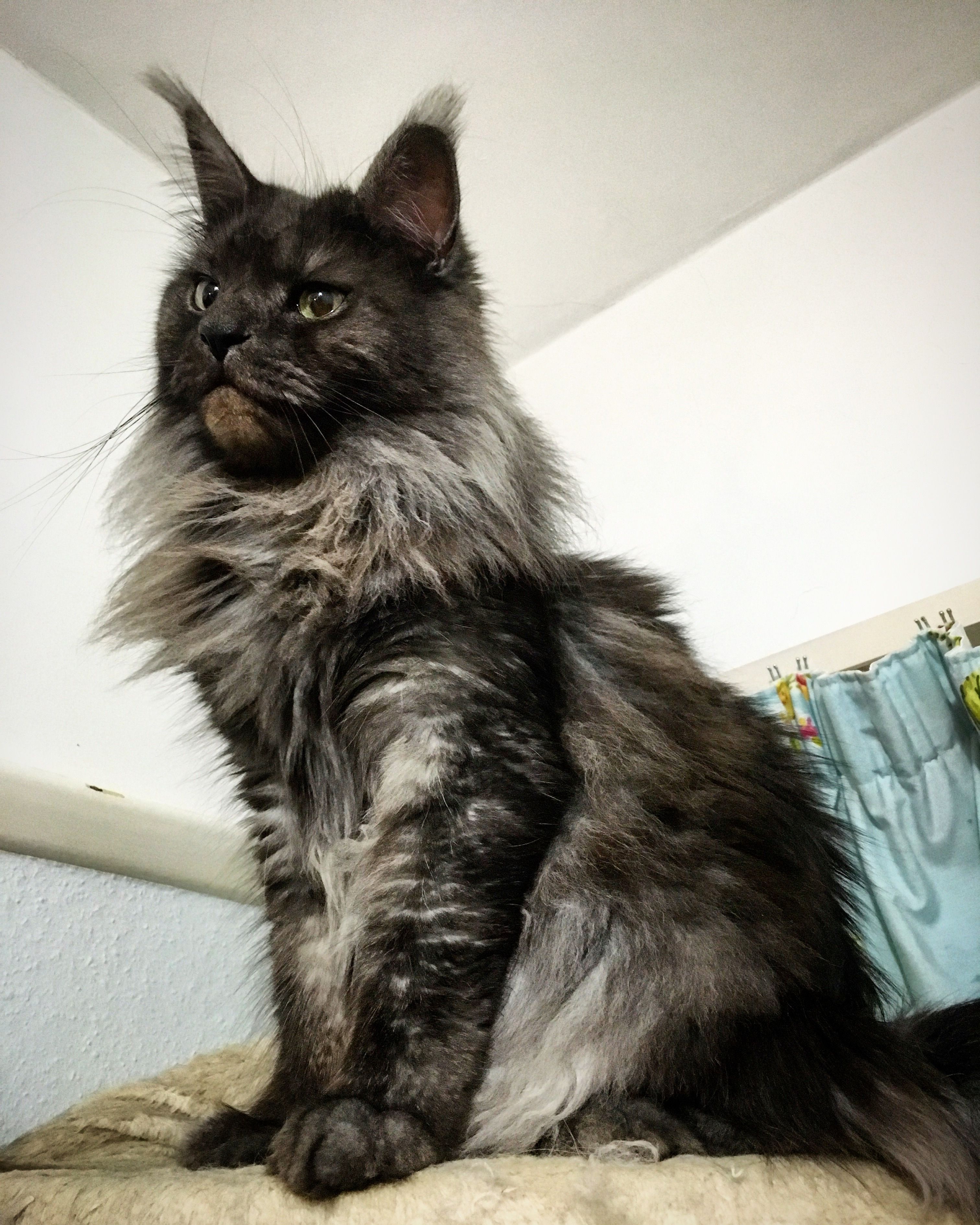 Breeding Black Smoke Maine Coons CatsInfo