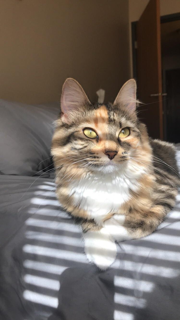 Calming Your HighEnergy Maine Coon CatsInfo