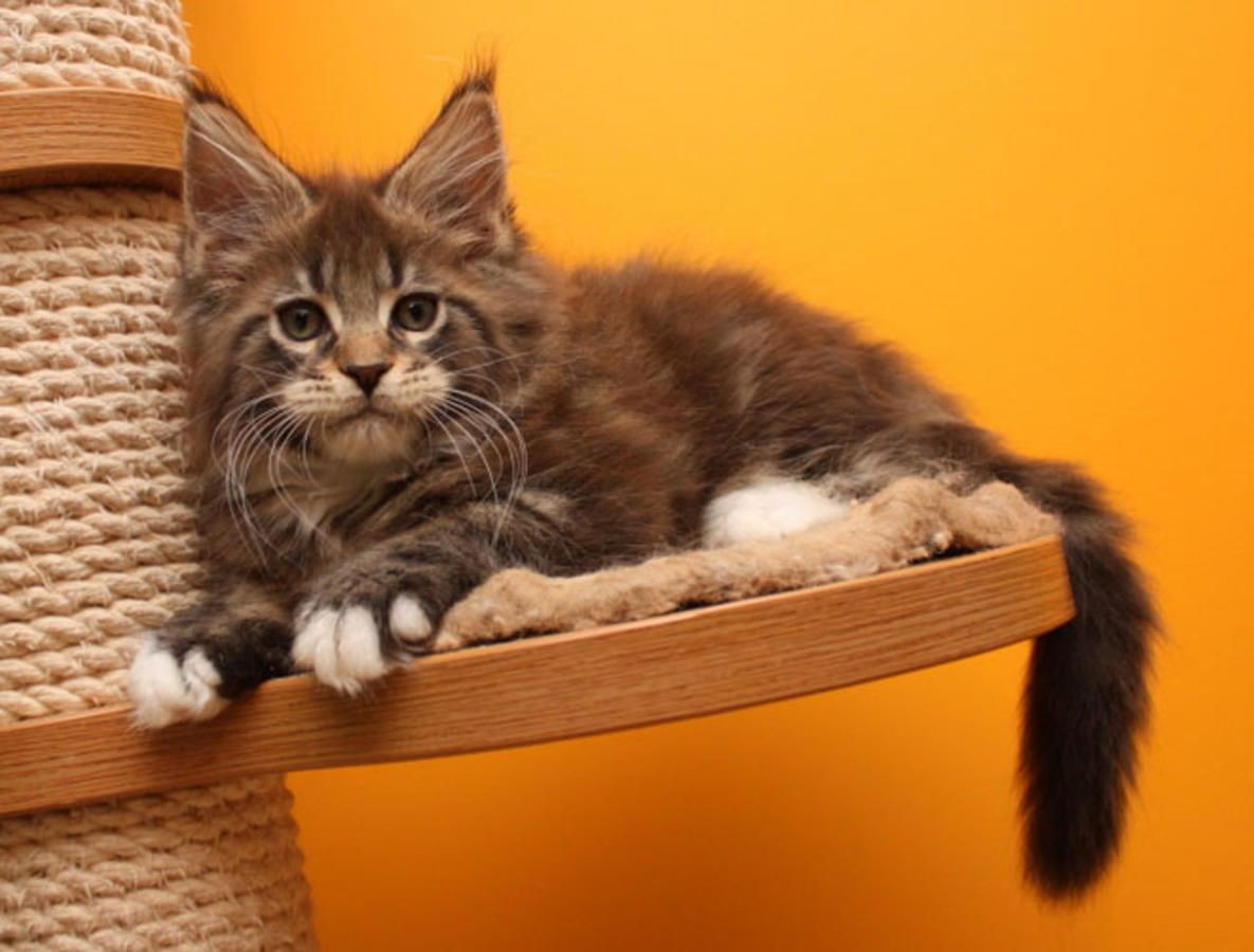 What Can Be Used As Detangler For Maine Coon Cat CatsInfo