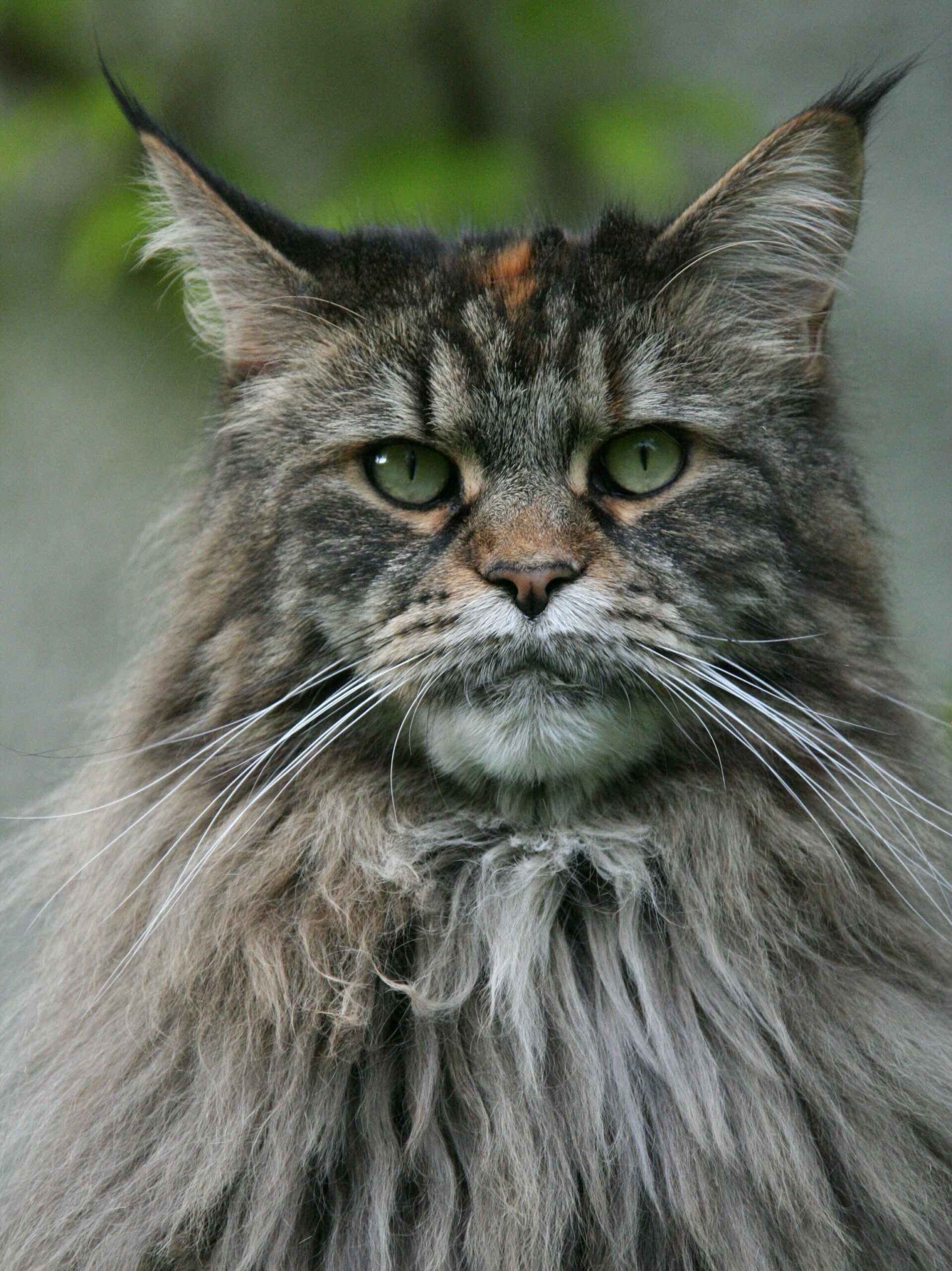 Maine Coon Testing CatsInfo