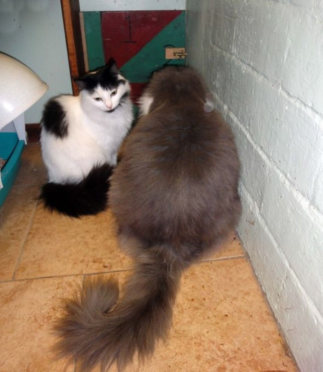 The Best Cat Doors For Maine Coons CatsInfo