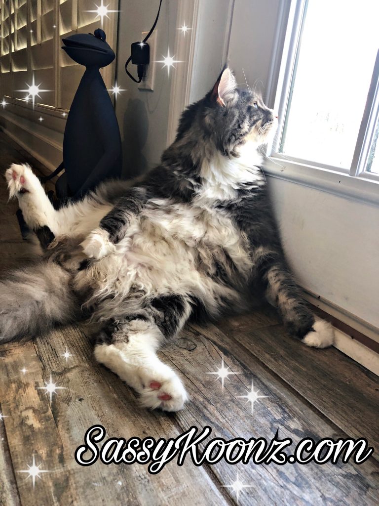 What’s It Like Owning A Maine Coon CatsInfo