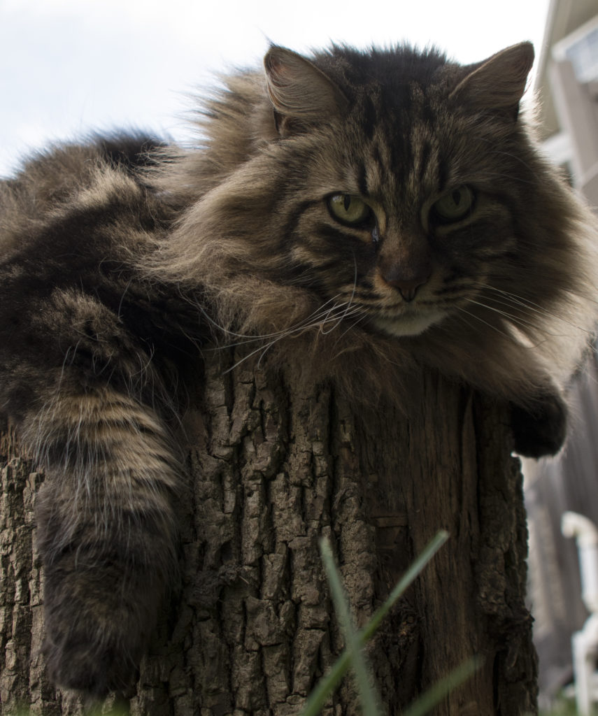 The Mighty Maine Coon North America’s Largest Domestic Cat Breed