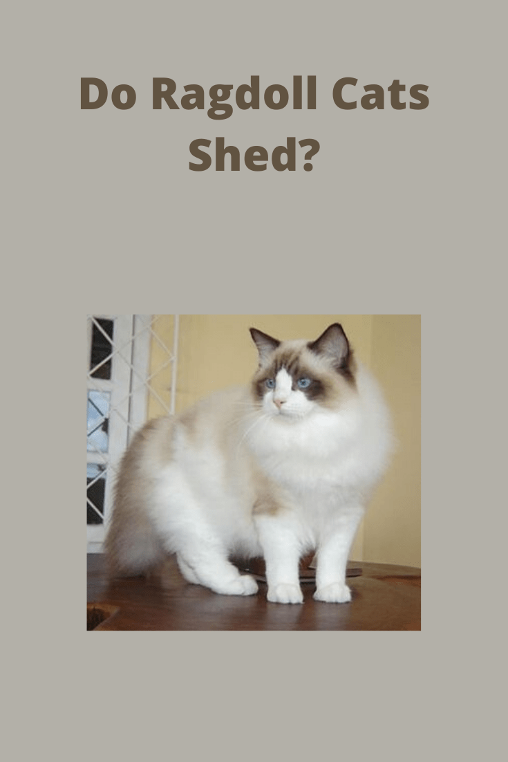 Why You Should Consider A Ragdoll Cat CatsInfo