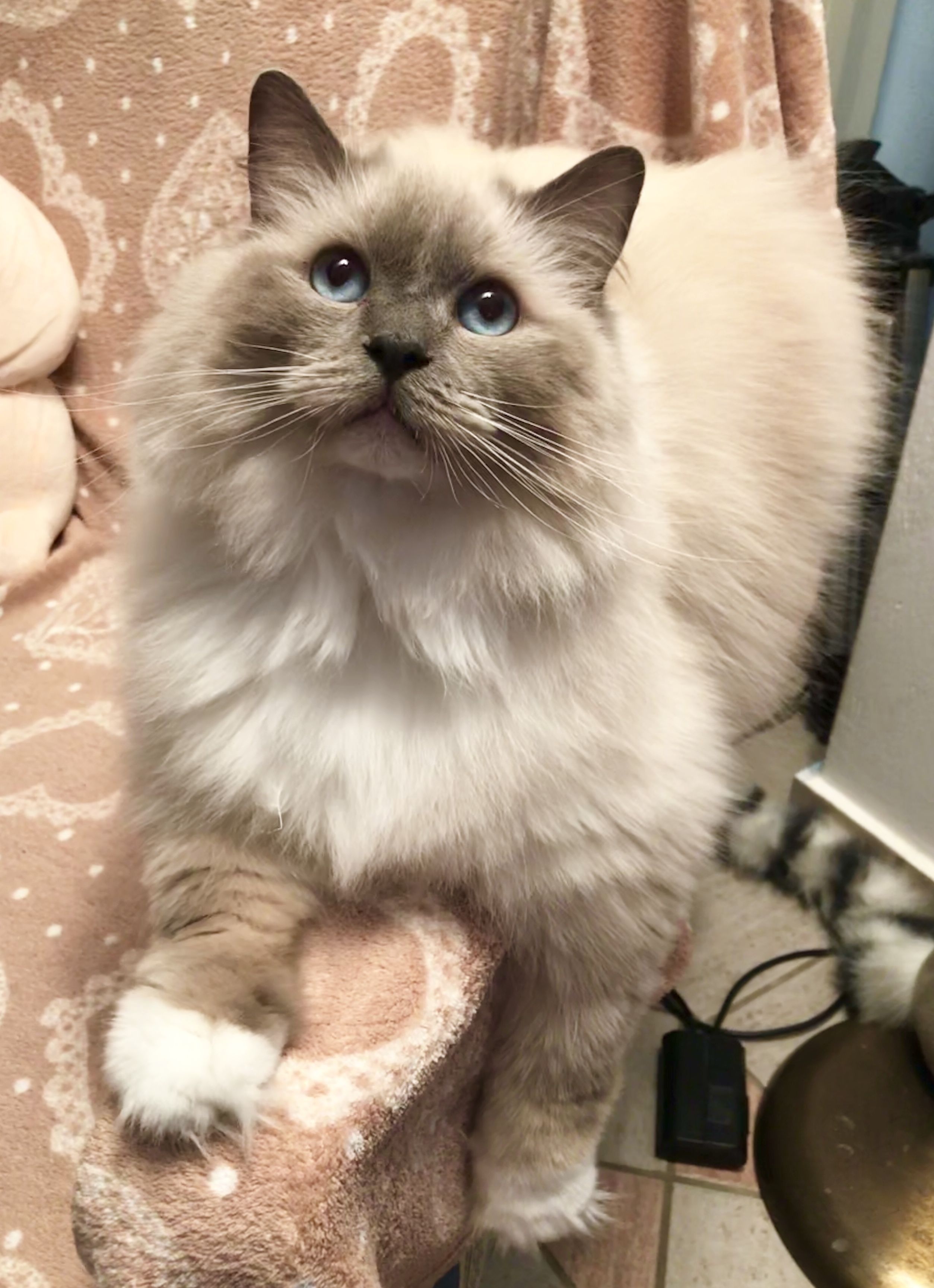 Ragdoll Kittens How Much Do They Cost? CatsInfo