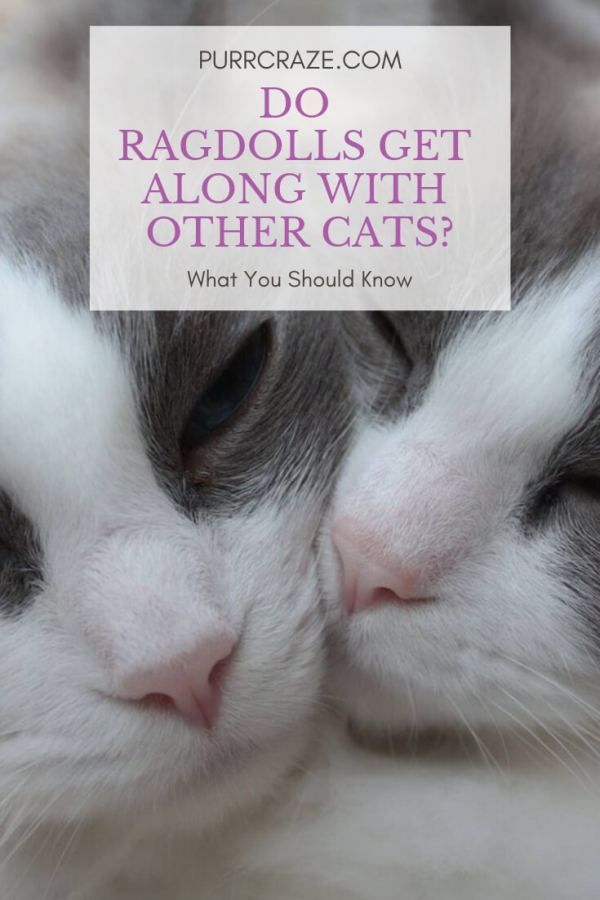 Can Ragdoll Cats Get Along With Dogs? CatsInfo