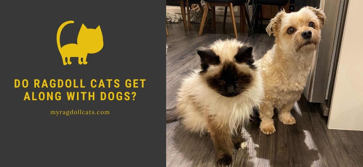 Can Ragdoll Cats Get Along With Dogs? CatsInfo