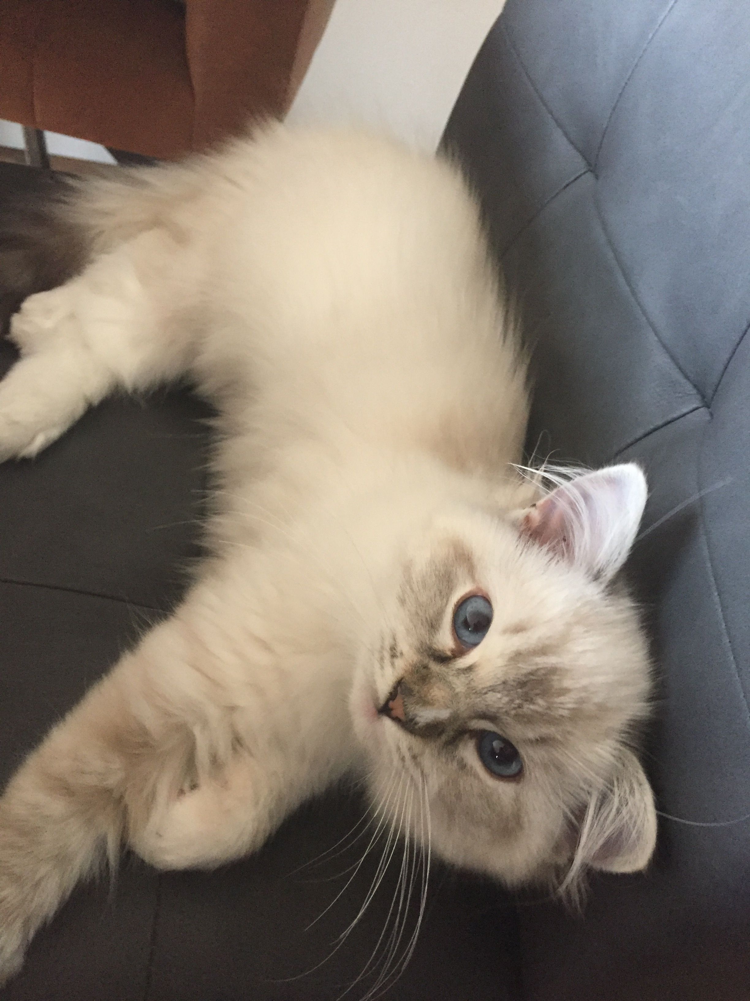 Are Ragdoll Cats Cuddly CatsInfo