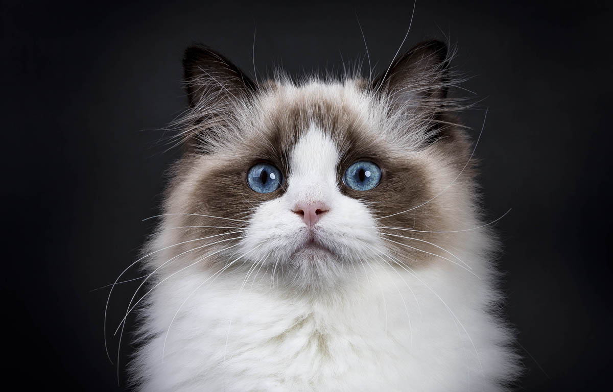The Pros And Cons Of Ragdoll Cats As Pets CatsInfo