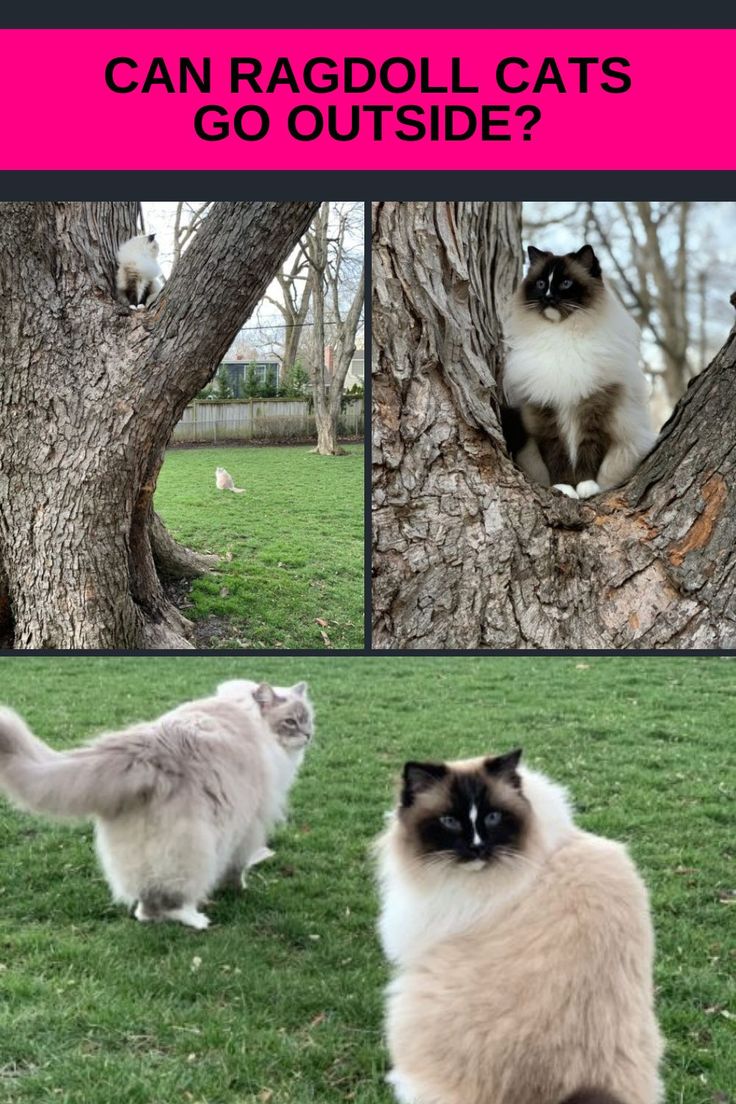 The Pros And Cons Of Ragdoll Cats As Pets CatsInfo