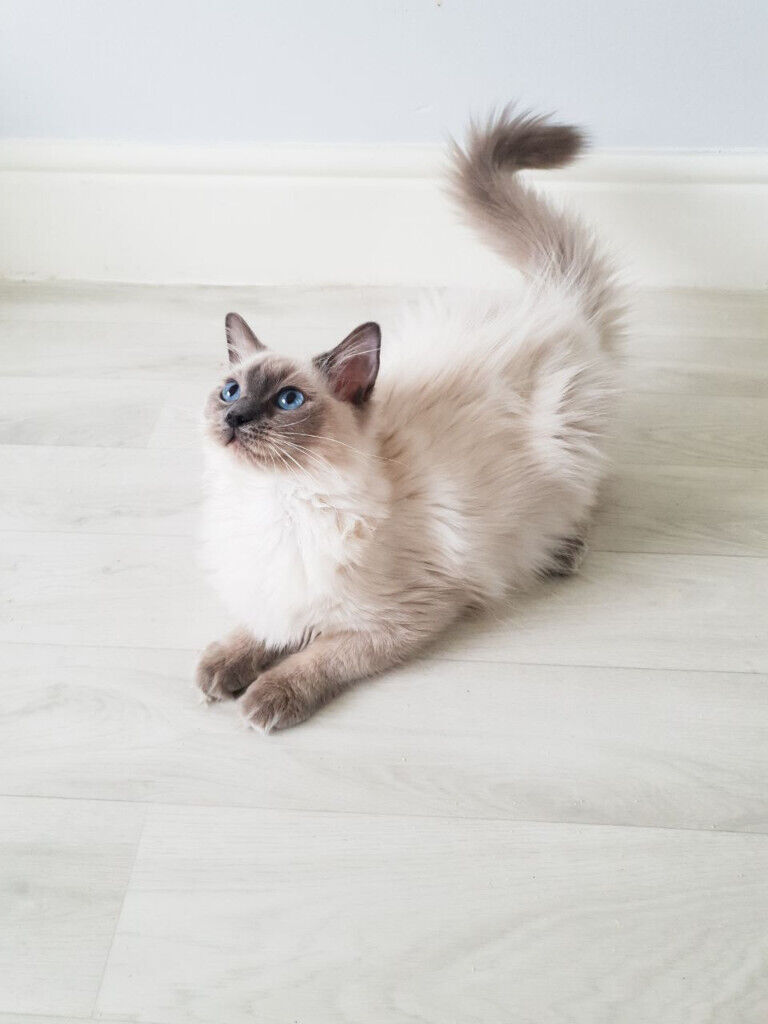 Are Ragdoll Cats Playful CatsInfo