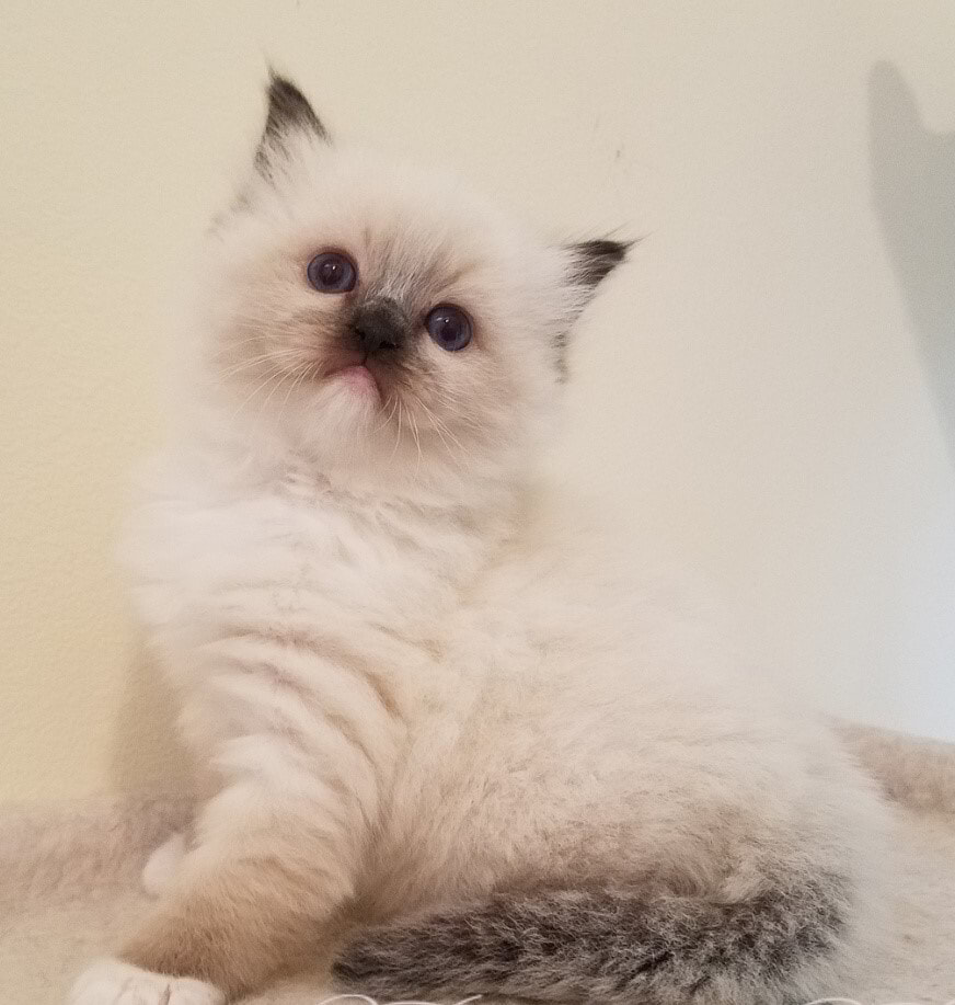 Ragdolls With Green Eyes A Rare Mutation CatsInfo