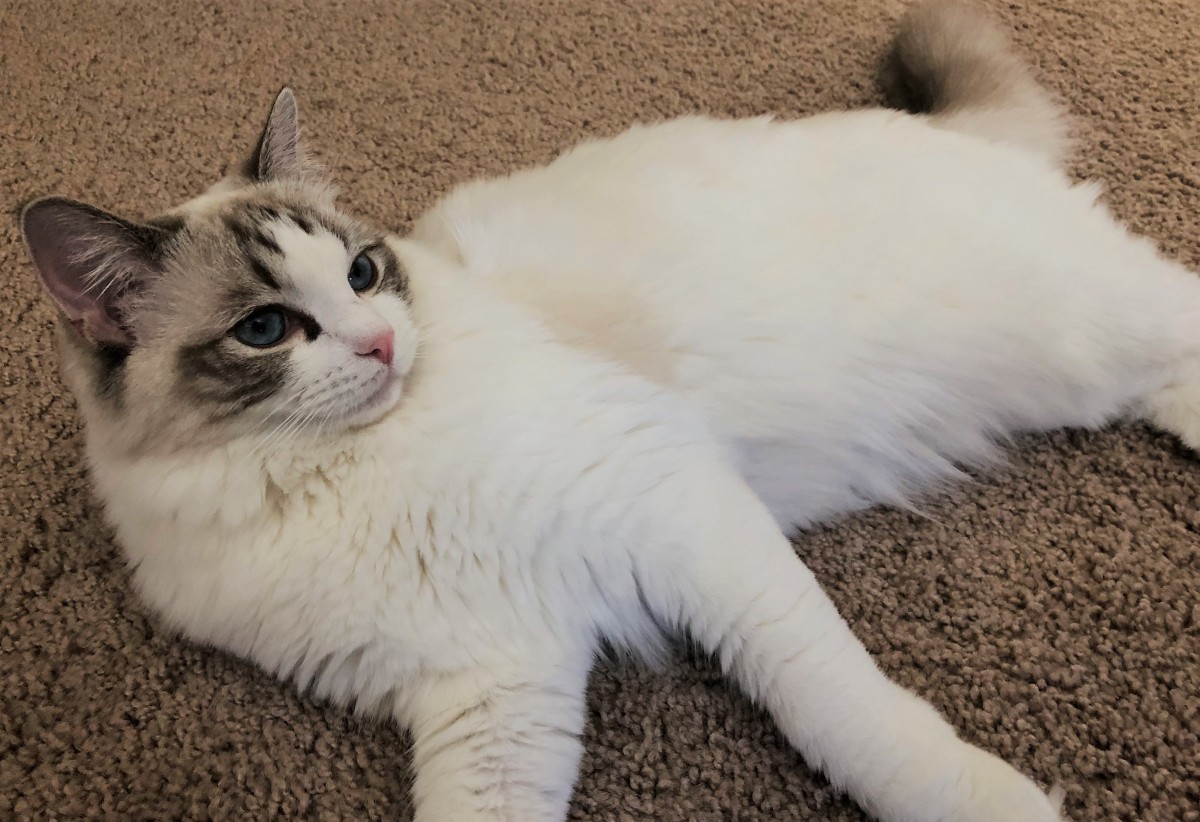 Ragdoll Cats The Perfect Pet For People With Allergies CatsInfo