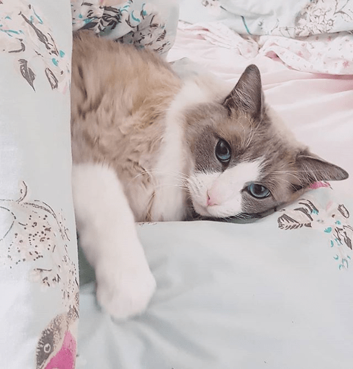 Do Ragdoll Cats Travel Well CatsInfo