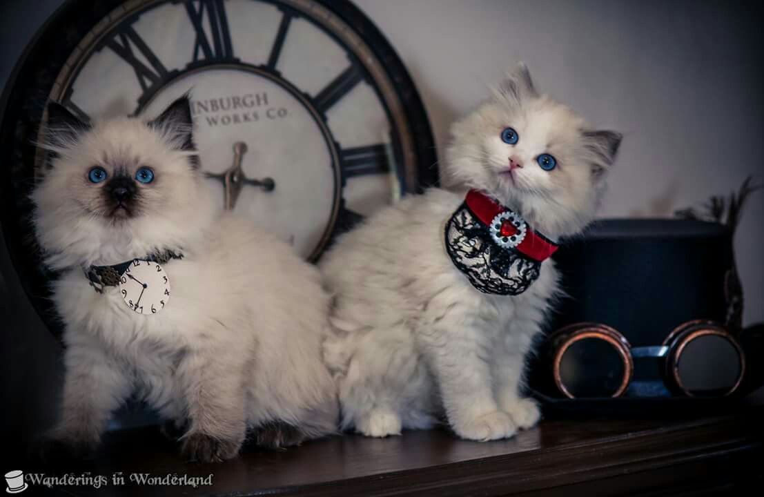 When Do Ragdoll Kittens Calm Down CatsInfo
