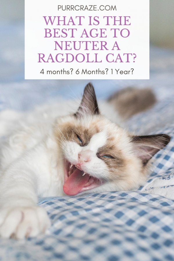 When Do Ragdolls Go Into Heat? CatsInfo