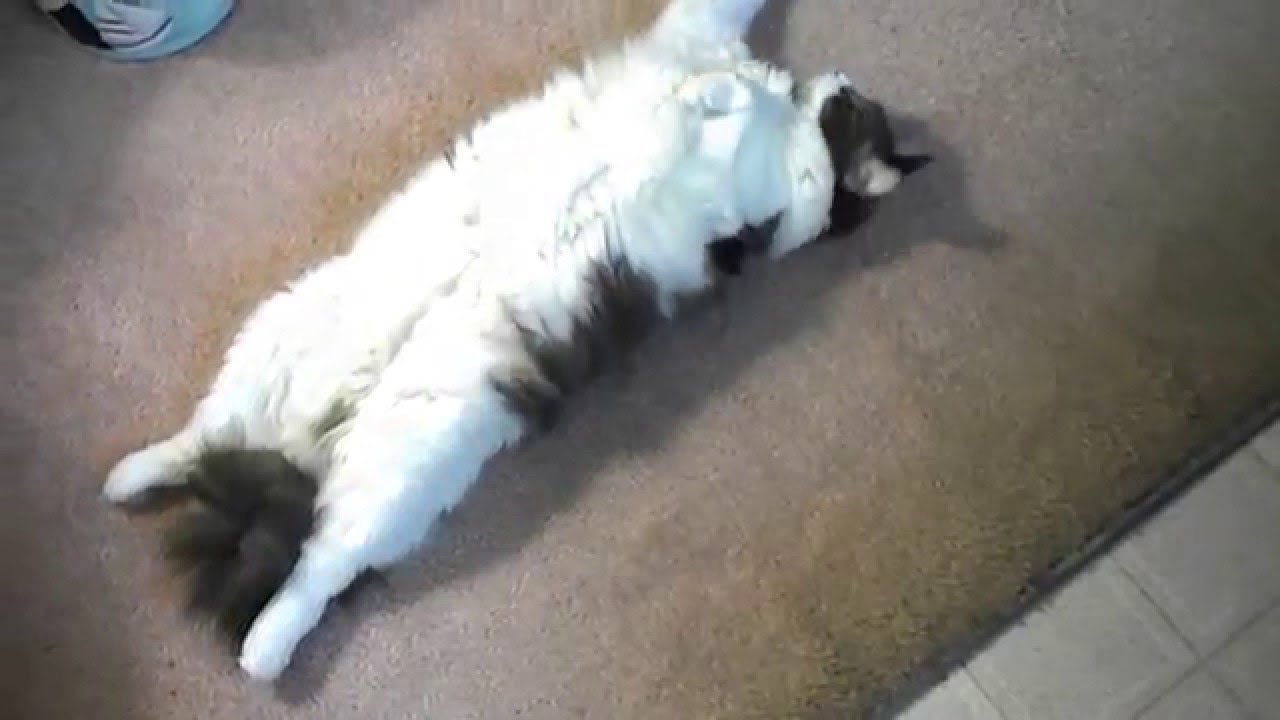 Why Do Ragdoll Cats Love Laying On Their Backs? CatsInfo