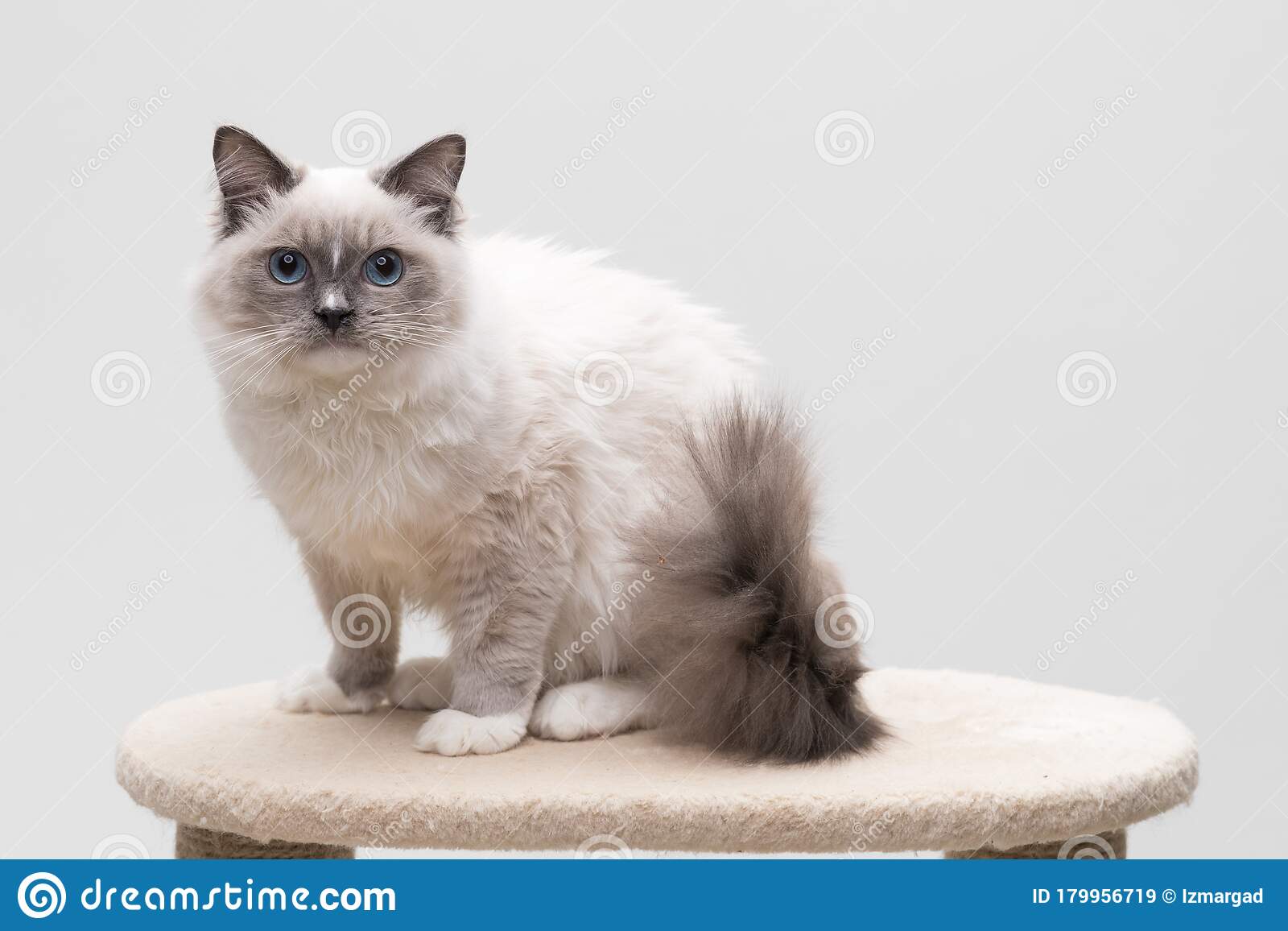 Are Ragdoll Cats Good Climbers? CatsInfo