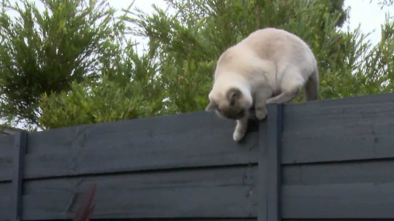 Why Ragdoll Cats Aren’t Good Jumpers CatsInfo