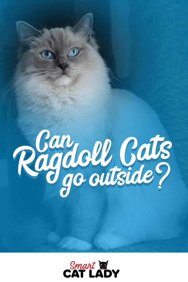 Why Ragdoll Cats Aren’t Good Jumpers CatsInfo