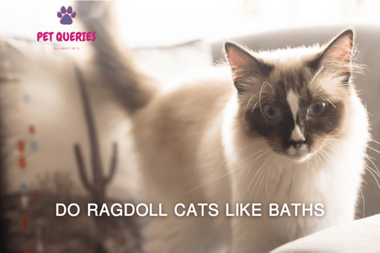 The Different Grooming Needs Of Ragdoll Cats CatsInfo