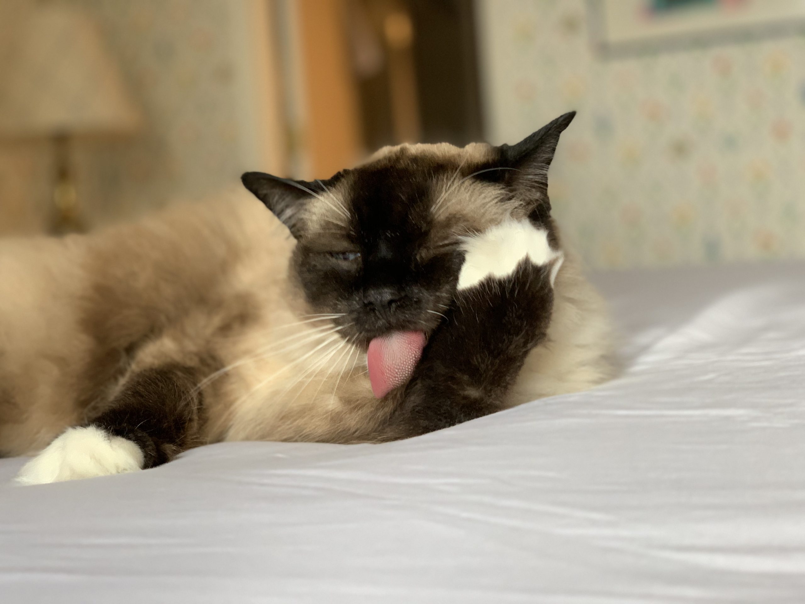 The Different Grooming Needs Of Ragdoll Cats CatsInfo