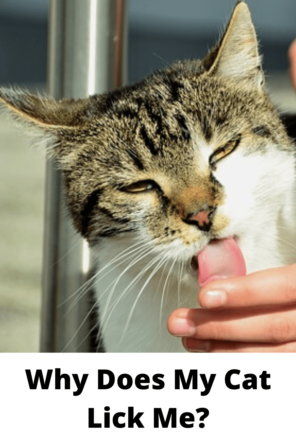 Why Does My Ragdoll Lick Me CatsInfo