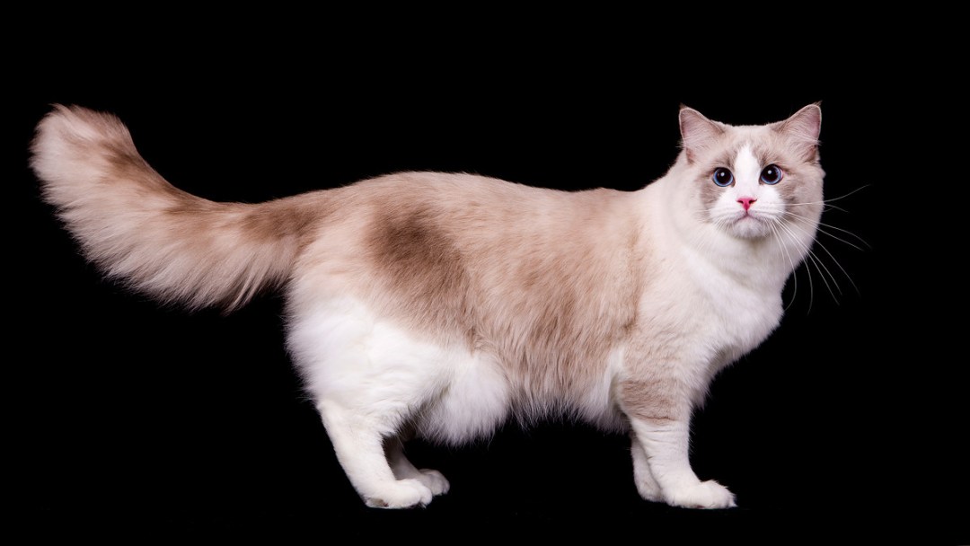 Should You Shave Your Ragdoll Cat? CatsInfo